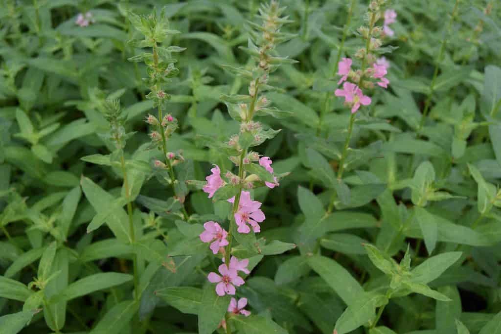 Lythrum salicaria 'Blush' ---